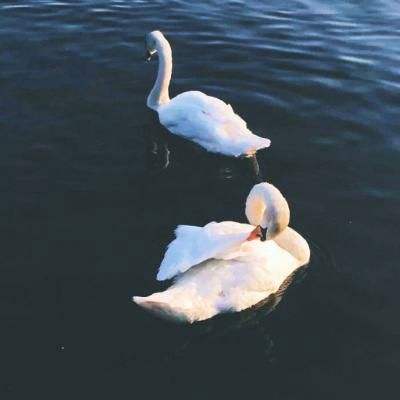 电玩城金鲨银鲨手机app下载